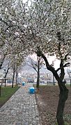 Shahr Park in spring
