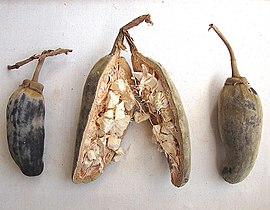 Baobab fruit, mature, split detail with dry pulp - Adansonia digitata