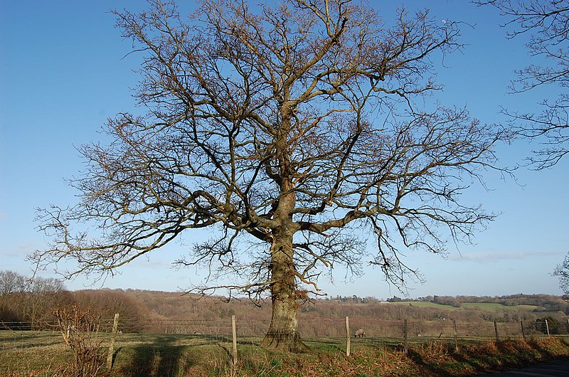 File:Bare tree - geograph.org.uk - 2830696.jpg