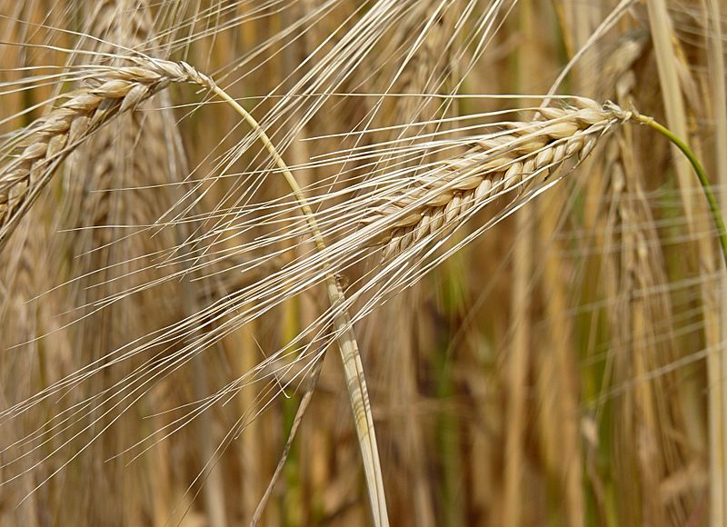 File:Barley J1.jpg