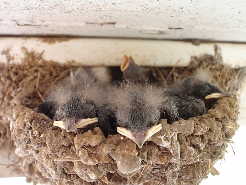 File:Barn Swallow nestlings, Hirundo rustica; pin feathers, siblings, baby birds, bird nests; Mississippi.JPG