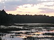 Blick auf das dicht bewachsene Atlantic White Cedar Moor im Bass River State Forest