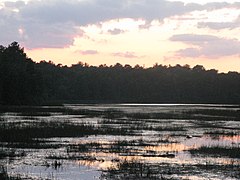 Bass-River-State-Forest.jpg