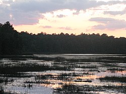 Bass-River-State-Forest.jpg