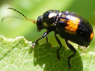 <i>Bassareus mammifer</i> Species of beetle