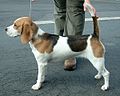 Beagle présenté à une exposition canine.