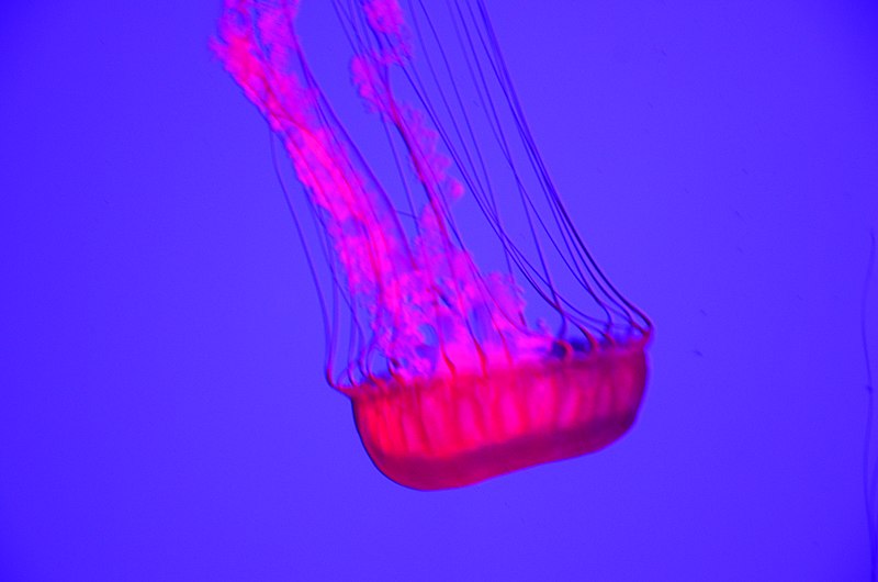 File:Beautiful but deadly- stay away from these Pacific Sea Nettles (27287603934).jpg