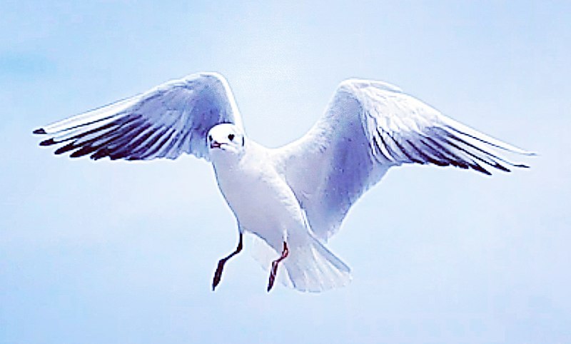 File:Beautiful seagull in Abu Dhabi sky.jpg