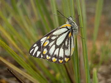 爪哇貝粉蝶 Belenois java