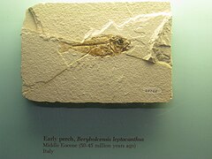 Fossile de Berybolcensis leptacanthus