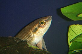 Betta pugnax 01.jpg