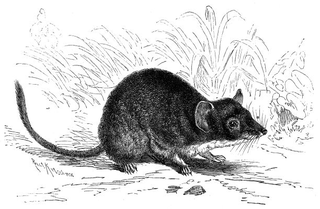 Phascogalini