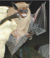 Big brown bat.jpg