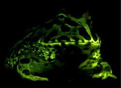 Many amphibians--like this Ceratophrys cranwelli--exhibit biofluorescence. Biofluorescence in Ceratophrys cranwelli - 41598 2020 59528 Fig2-bottom (cropped).png