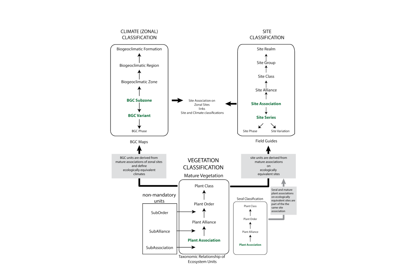 The biogeoclimatic ecosystem classification framework is presented, showing the integration of three classification hierarchies: vegetation, climate (or zonal), and site. The units of vegetation classification are linked to levels of the climate and site classifications