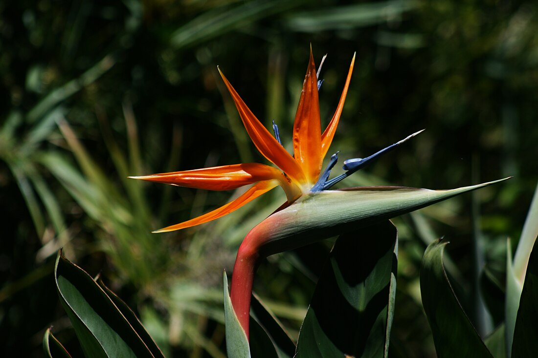 Strelitzia reginae