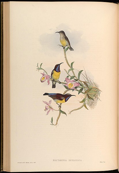 File:Birds of Asia - by John Gould (Plate 24) (7609263052).jpg