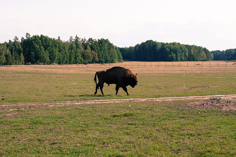 File:Bison Bonasus (15003109277).jpg