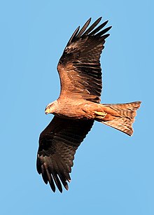 Black-Kite-2.jpg