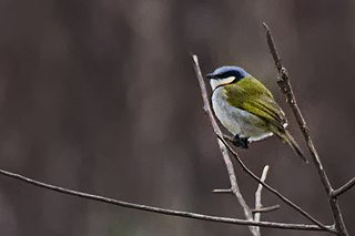 <span class="mw-page-title-main">Black-collared bulbul</span> Species of bird