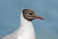 * Nomination Close-up of the head of a black-headed gull (Chroicocephalus ridibundus) --Alexis Lours 10:02, 21 April 2022 (UTC) * Promotion  Support Good quality. --Steindy 14:47, 21 April 2022 (UTC)