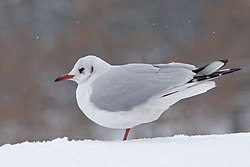 Black-headed gull in the snow Eiffel Tower 2013-01-20 n02.jpg