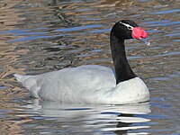 Swan, Black-necked Cygnus melancoryphus