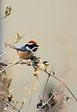 Black-throated bushtit.jpg