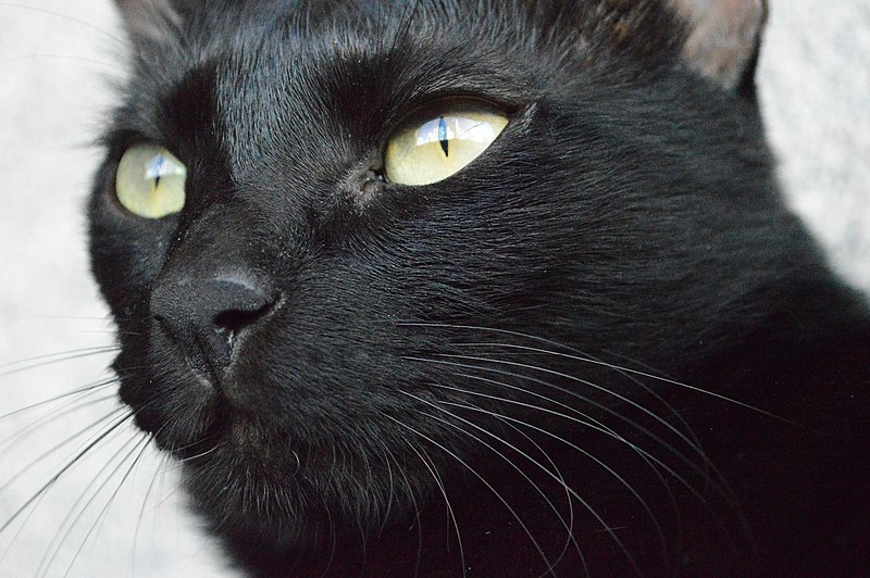 File:Black Cat S Gaze (67377115).jpeg