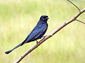 Black Drongo (Dicrurus macrocercus) (20185740488).jpg