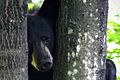 Black bear with tree.jpg