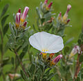 * Nomination Flower of Convolvulus cneorum (Silver Winde). Location, garden sanctuary Jonker valley. Famberhorst 04:41, 15 June 2015 (UTC) * Promotion Can you brighten the darks a little bit. Elsewhere good. --Cccefalon 05:04, 15 June 2015 (UTC)  Done correction.--Famberhorst 15:50, 15 June 2015 (UTC) Good quality. --Cccefalon 05:44, 21 June 2015 (UTC)