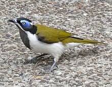 Blue-Faced Honeyeater Ground.JPG