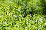 Thumbnail for File:Blue grosbeak (50000262442).jpg