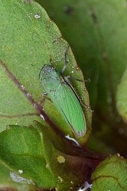 Bog Leafhopper (Helochara communis)