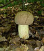 15 Commons:Picture of the Year/2011/R1/Boletus impolitus 2010 G2.jpg