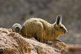 In cuvierfyskatsja (Lagidium viscacia).