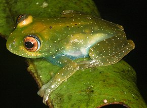 Beschrijving van de afbeelding Boophis sibilans.jpg.