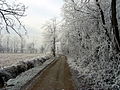 Il Parco del Roccolo sotto la brina invernale del 2012