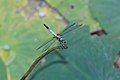 * Nomination Brachydiplax chalybea --Vengolis 02:16, 26 November 2016 (UTC) * Promotion Good enough clarity in the picture of the dragonfly for QI, in my opinion. -- Ikan Kekek 02:54, 26 November 2016 (UTC)