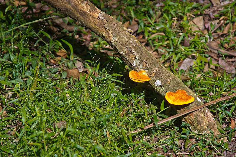 File:Bracket fungi Lamington National Park Rd Lamington National Park Queensland IMGP2736.jpg