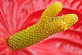 Branched spadix