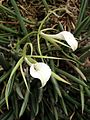 Brassavola nodosa