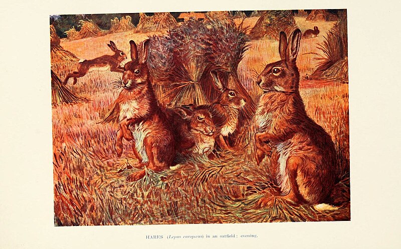 File:British mammals (6358185395).jpg