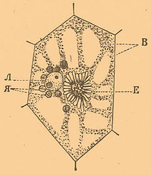 Illustration from Collegiate Dictionary, FA Brockhaus and IA Efron, circa 1905. Cell of very young leaf of Vanilla planifolia; E - elaioplasts; L - the nucleus; Ia - leucoplasts; B - vacuoles Brockhaus-Efron Elaioplast.jpg