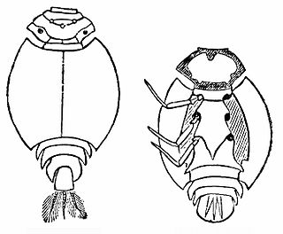 Prosopistomatidae Family of mayflies