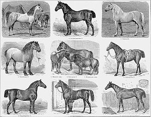 Cavalo: Biologia, Taxonomia e evolução, Domesticação