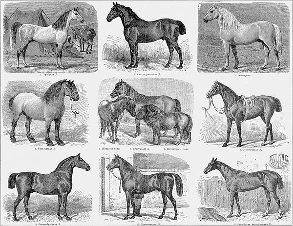 Illustration of horse breeds from Brockhaus and Efron Encyclopedic Dictionary (1890–1907)