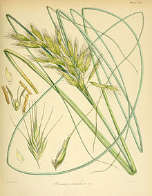 Bromus antarcticus n112 w1150.jpg