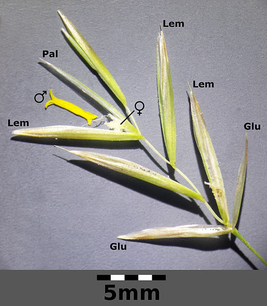 File:Bromus inermis sl1.jpg